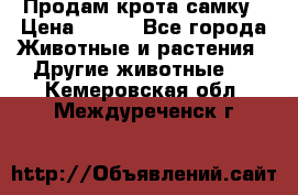 Продам крота самку › Цена ­ 200 - Все города Животные и растения » Другие животные   . Кемеровская обл.,Междуреченск г.